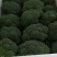西兰花