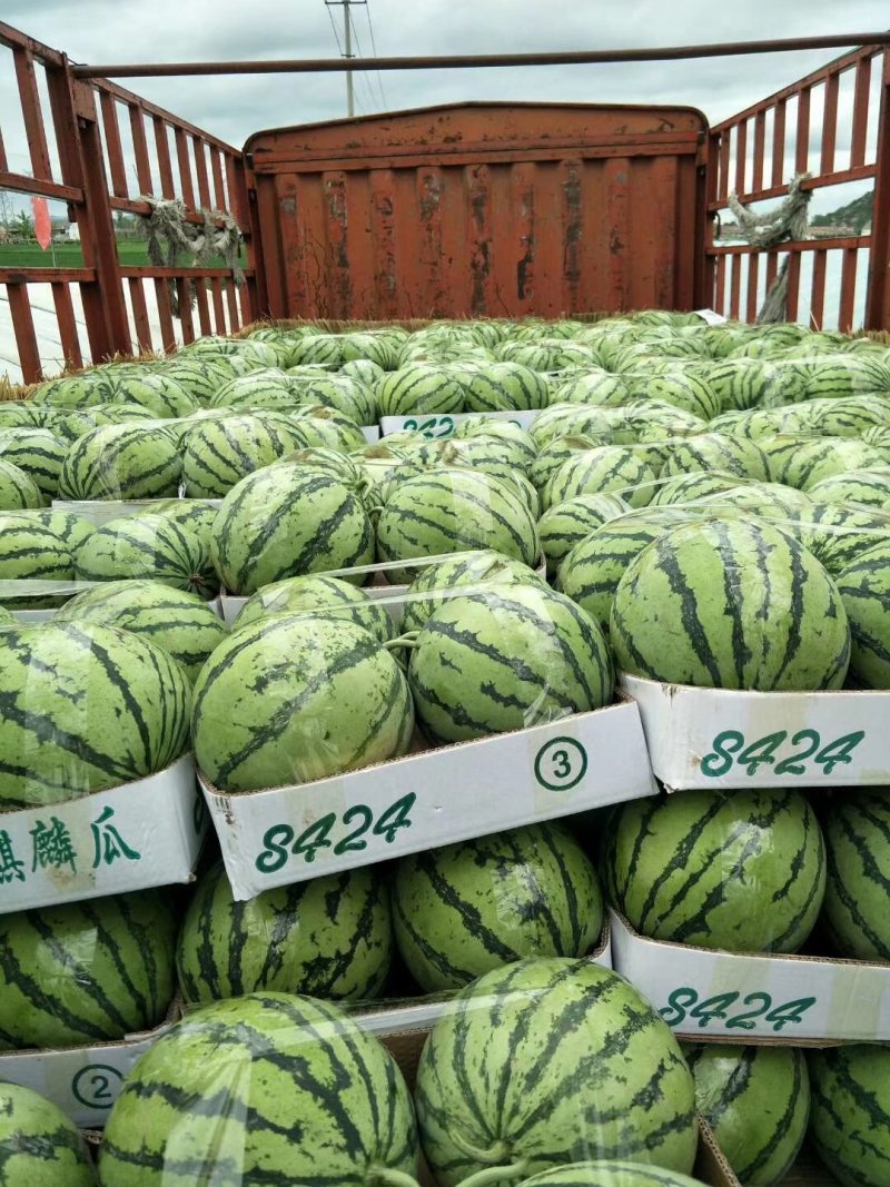 麒麟西瓜美都西瓜电商货市场货全国代发货