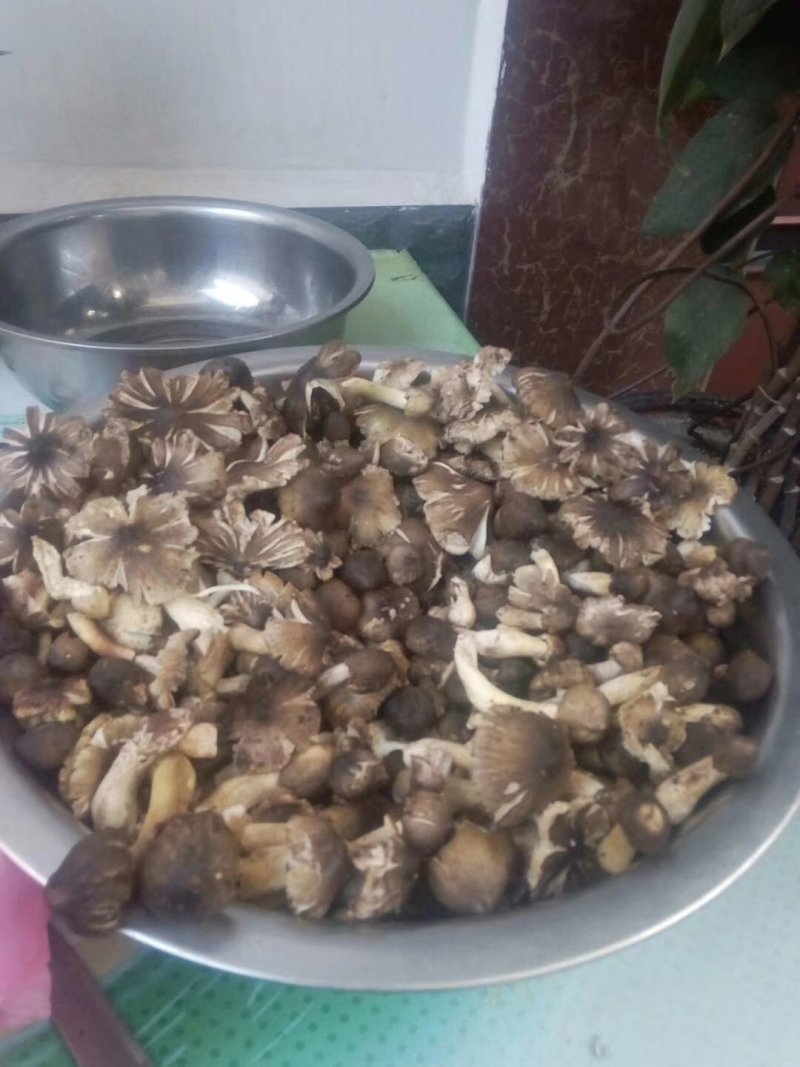 云南野生菌预售