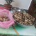 云南野生菌预售