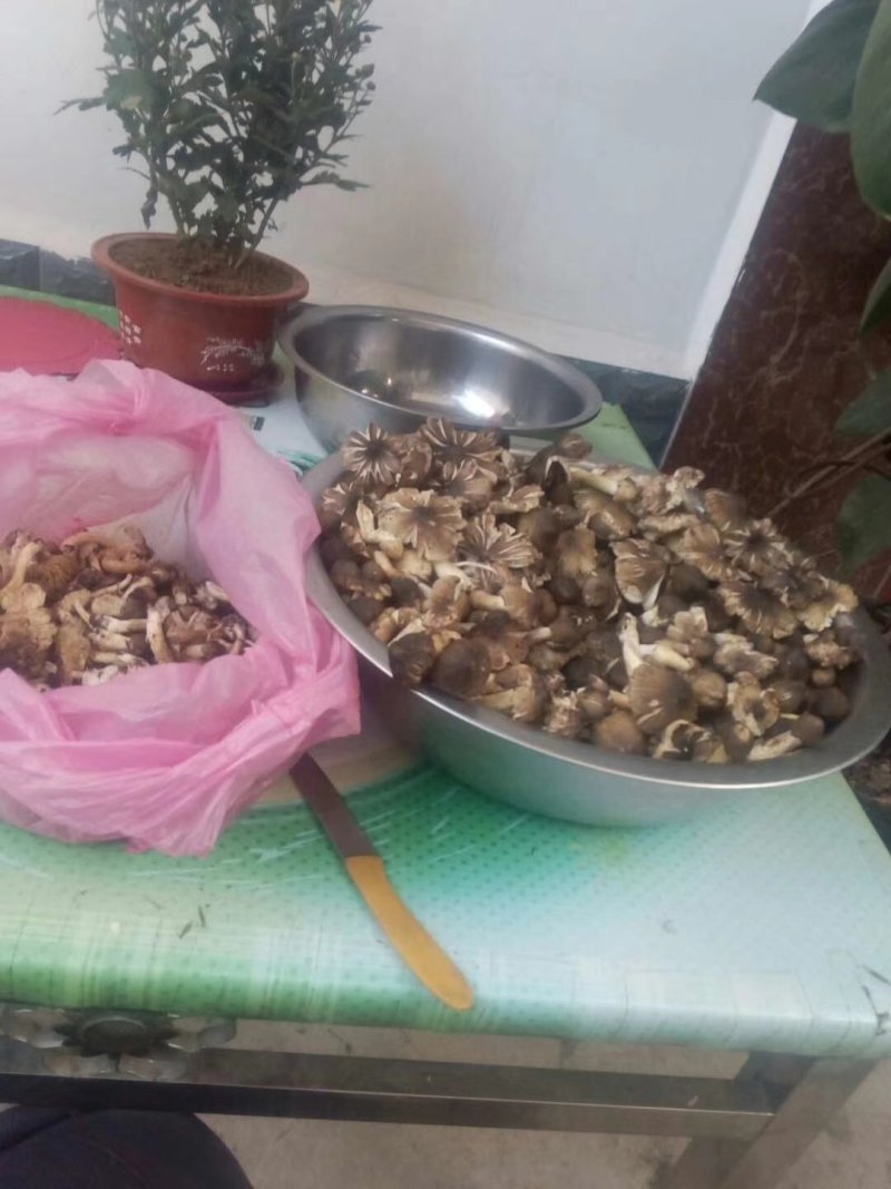 云南野生菌预售
