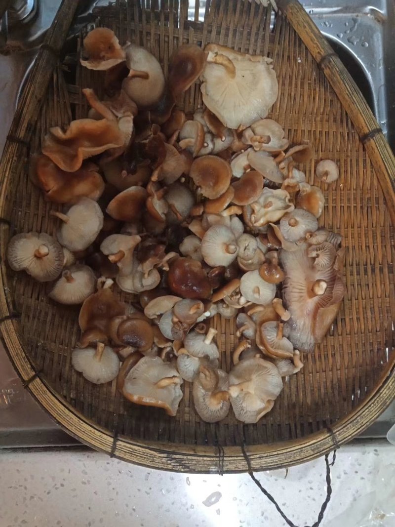 云南野生菌预售