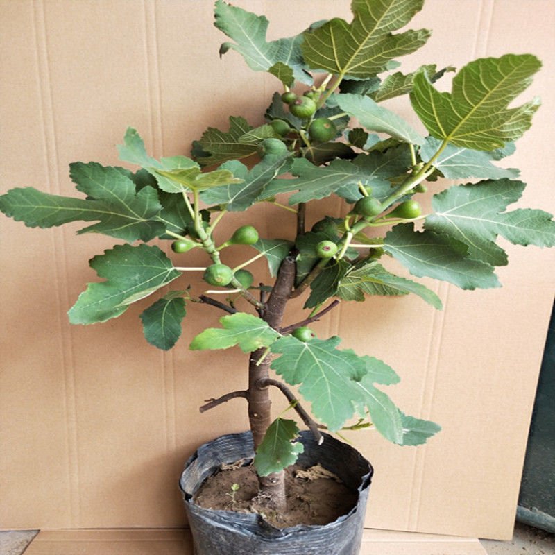 当年结果无花果树苗盆栽地栽南北方种植带盆四季种植阳台带果