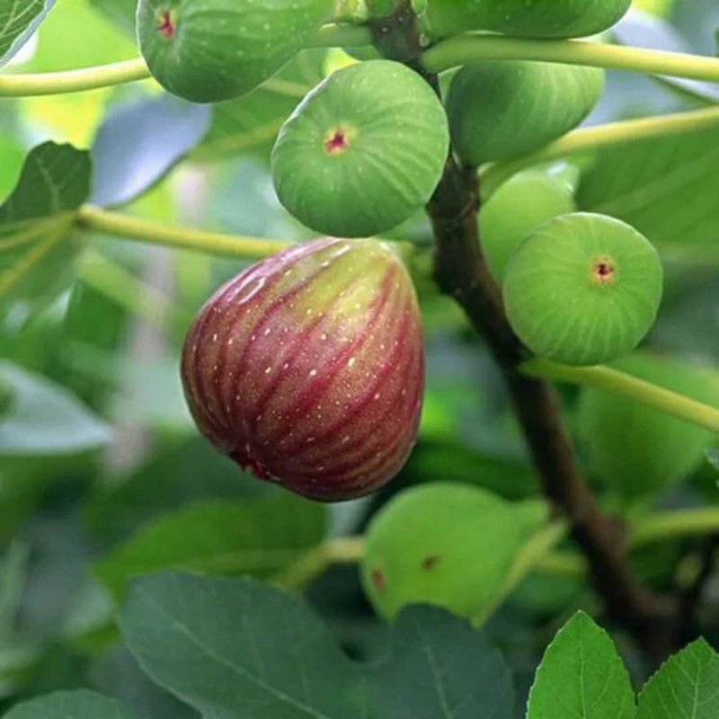 当年结果无花果树苗盆栽地栽南北方种植带盆四季种植阳台带果