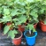 当年结果无花果树苗盆栽地栽南北方种植带盆四季种植阳台带果