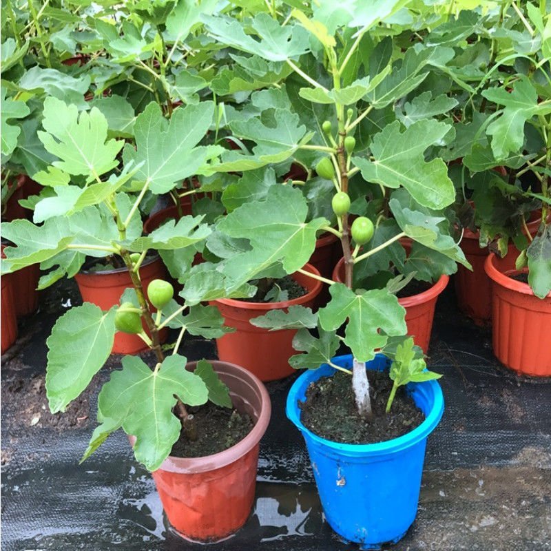 当年结果无花果树苗盆栽地栽南北方种植带盆四季种植阳台带果
