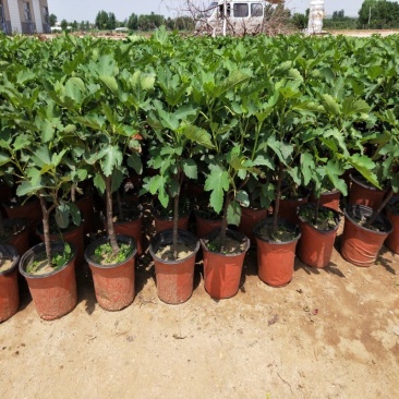 当年结果无花果树苗盆栽地栽南北方种植带盆四季种植阳台带果