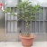 当年结果无花果树苗盆栽地栽南北方种植带盆四季种植阳台带果