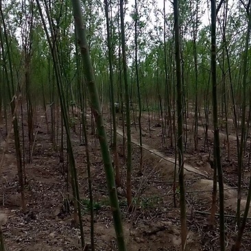 柳树
