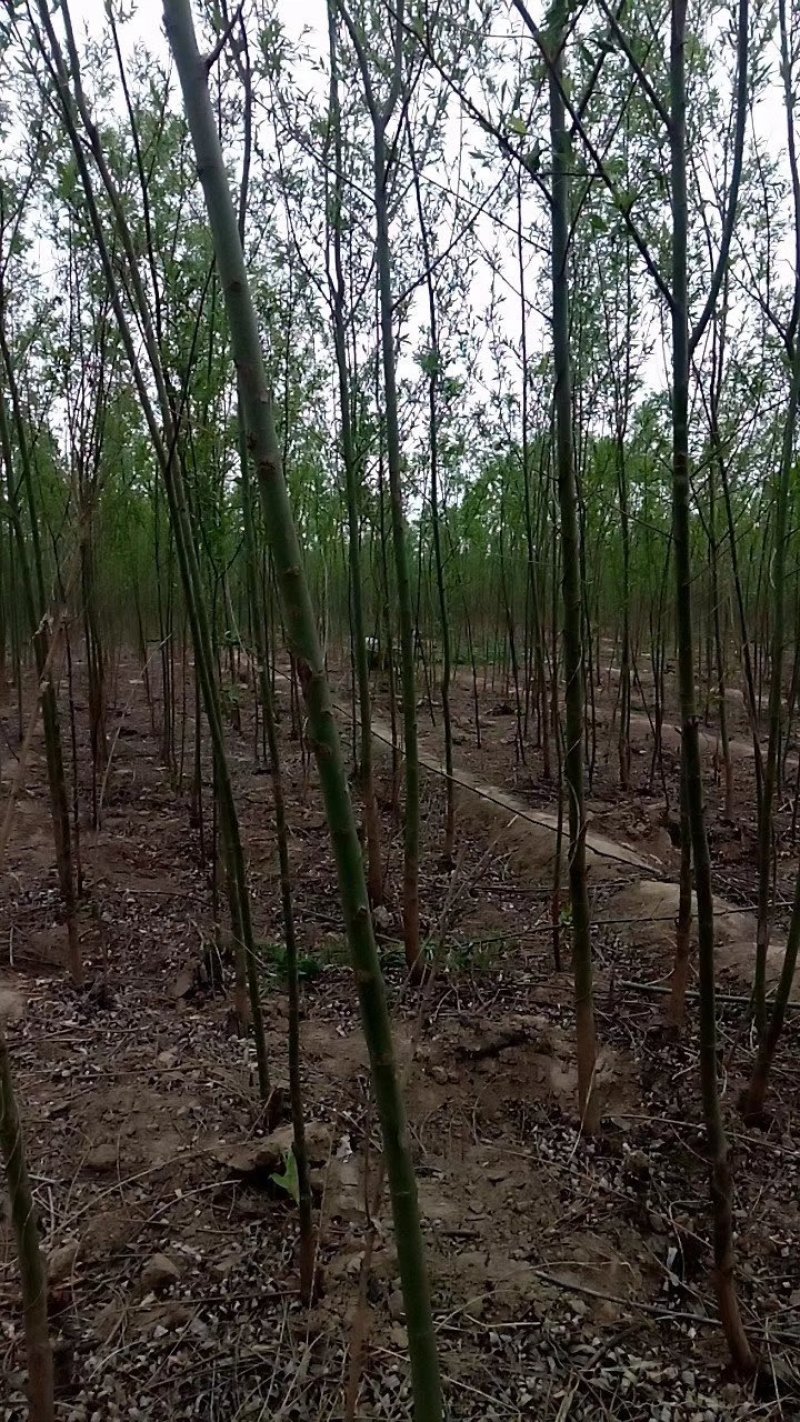 柳树