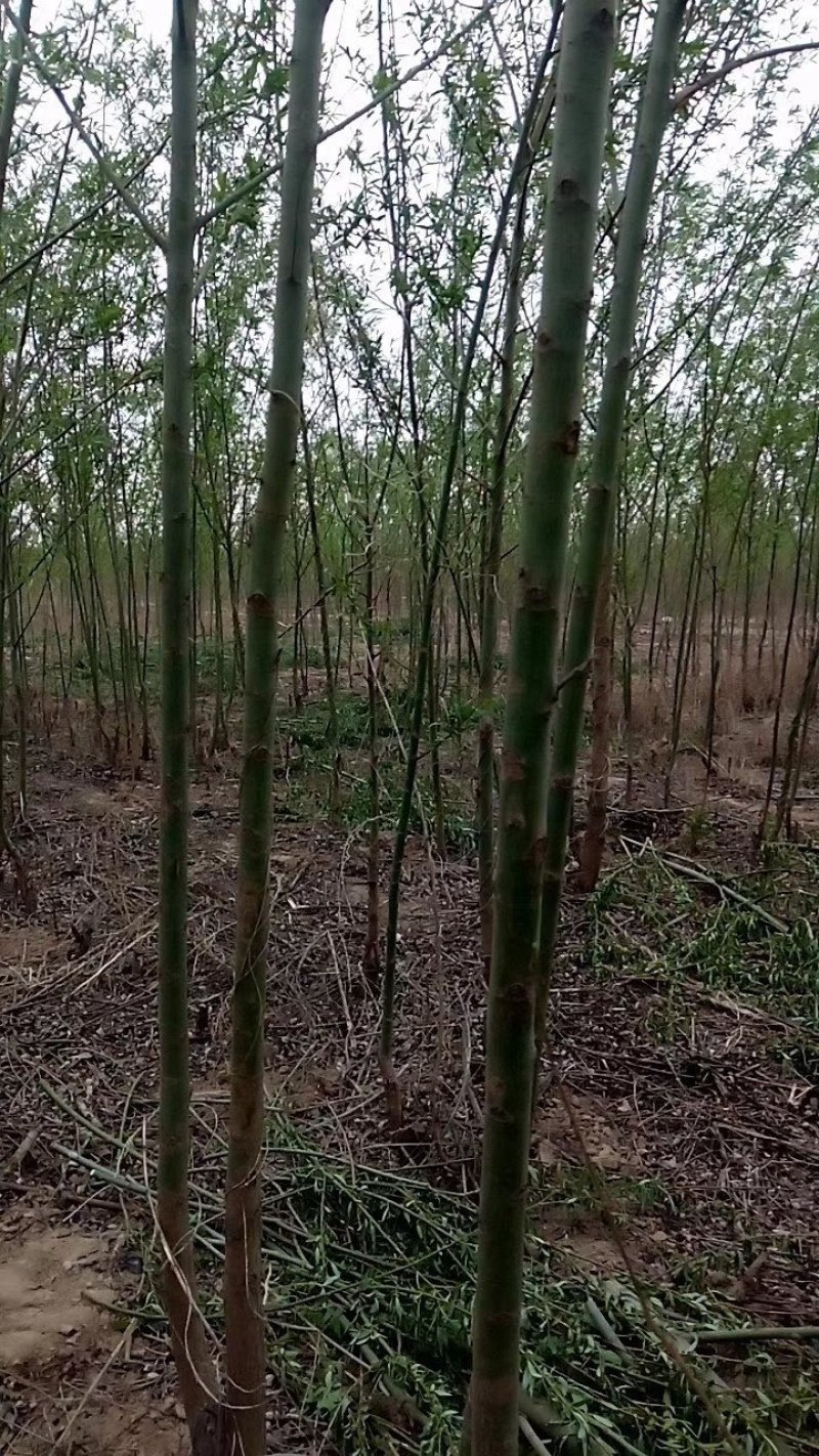 柳树