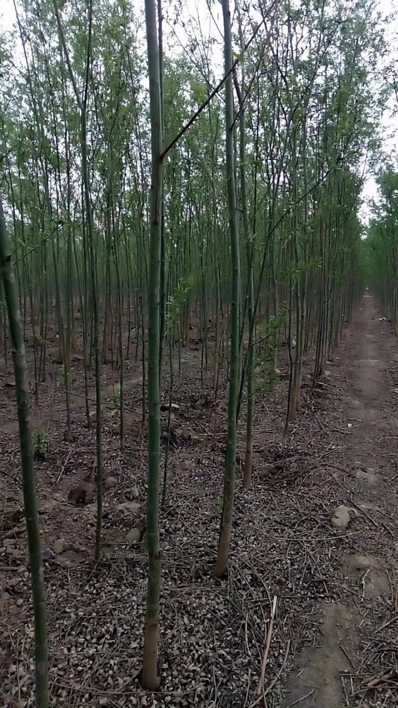 柳树