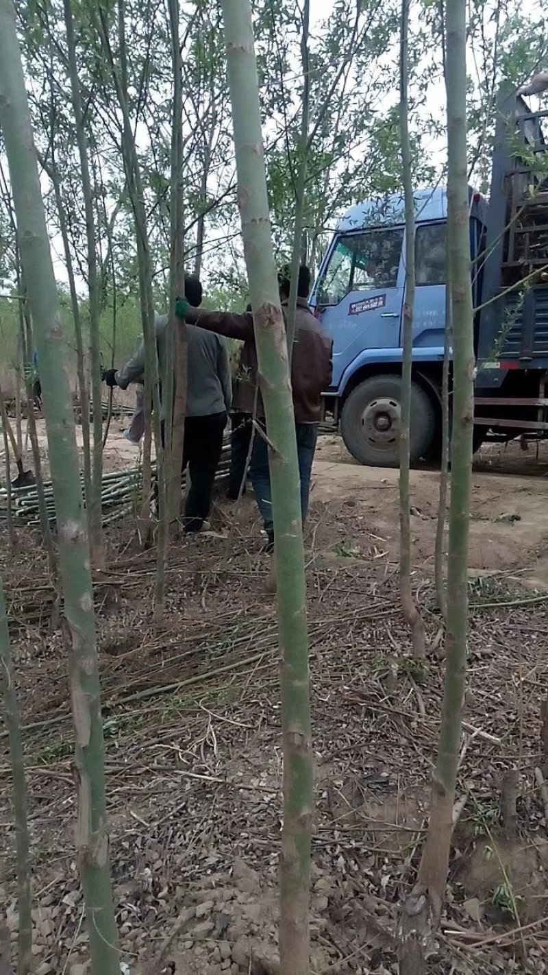 柳树