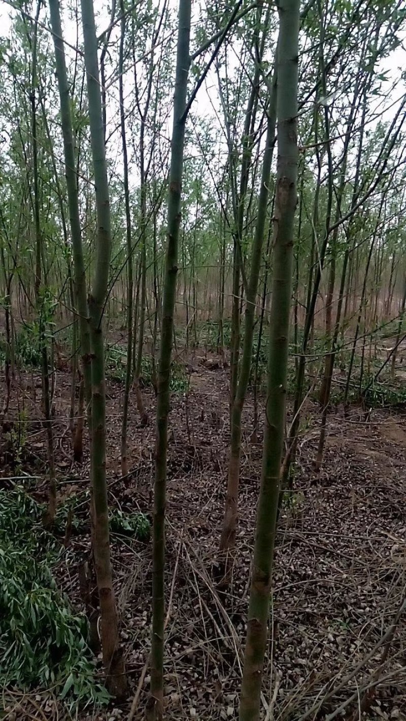 柳树
