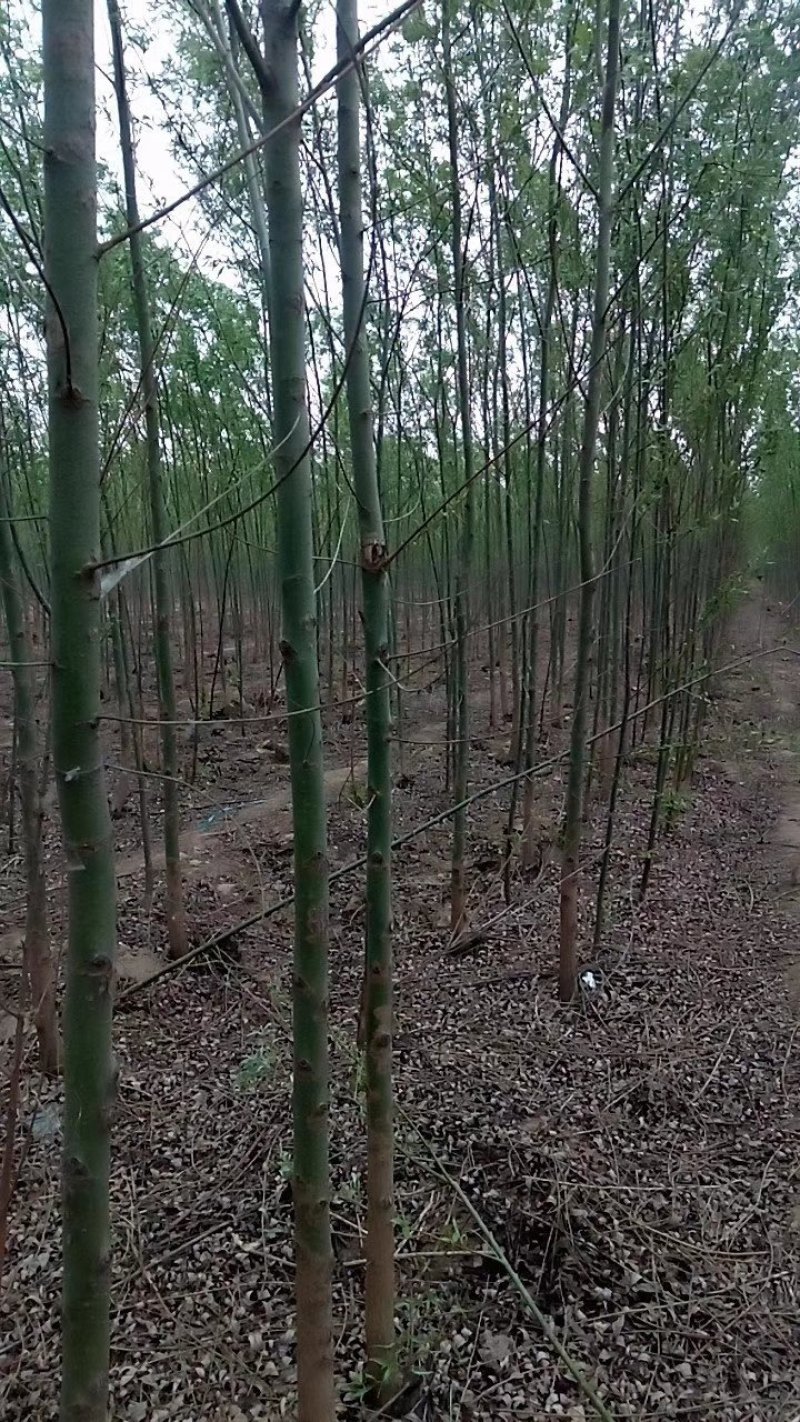 柳树