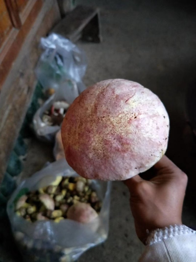 云南野生菌预售