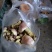 云南野生菌预售