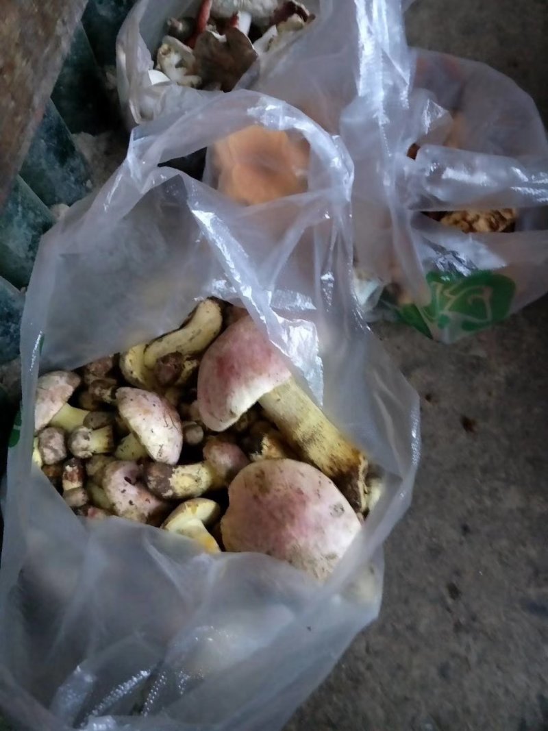 云南野生菌预售