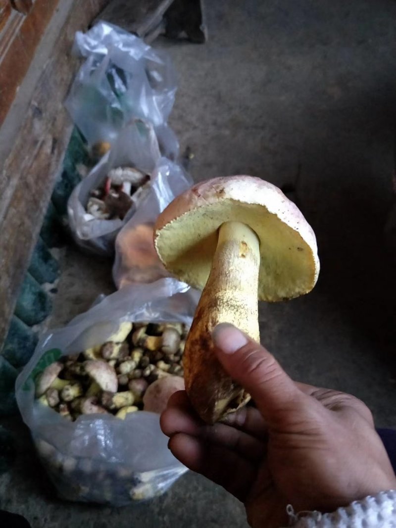 云南野生菌预售