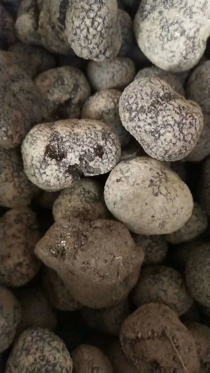 云南野生菌预售