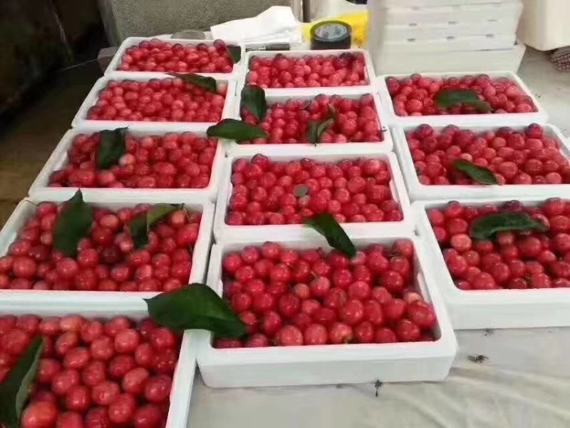 大樱桃