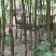 杜仲树