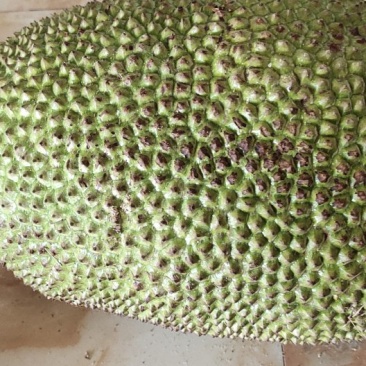 菠萝蜜
