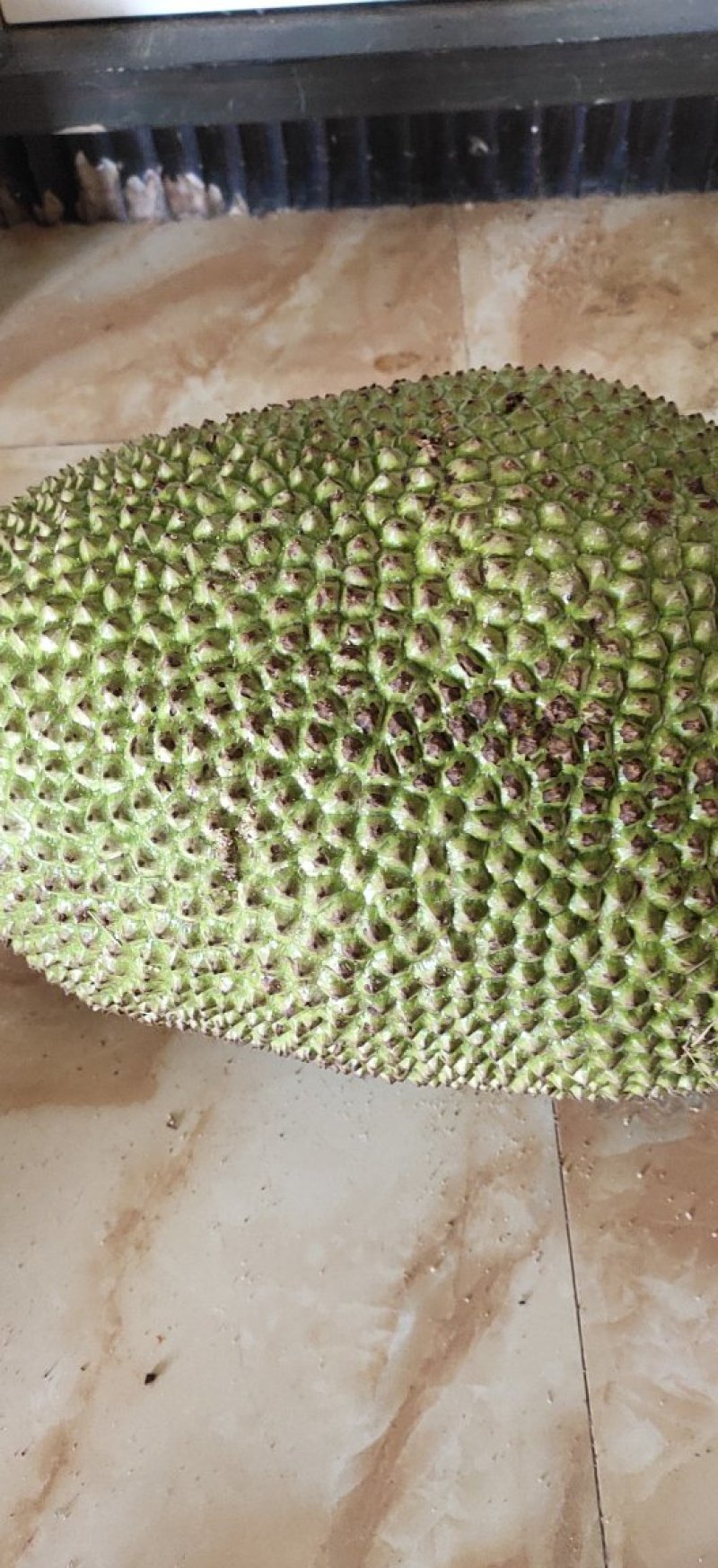 菠萝蜜