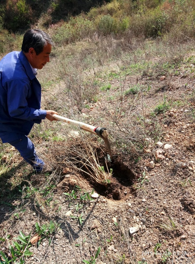 黄芪高海拔生长三十年野生黄芪五根一斤大条批发