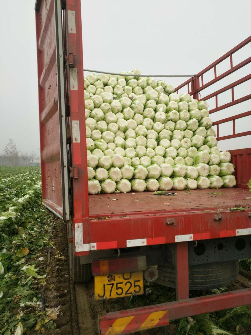 黄心白菜精品货上市中山东平度蔬菜批发基地值得信赖