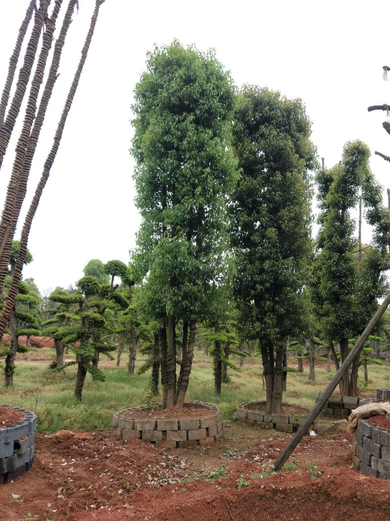 香樟，全冠移栽香樟，骨架移栽丛生香樟，假植香樟苗。