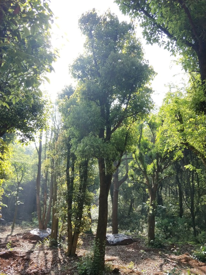 香樟，全冠移栽香樟，骨架移栽丛生香樟，假植香樟苗。