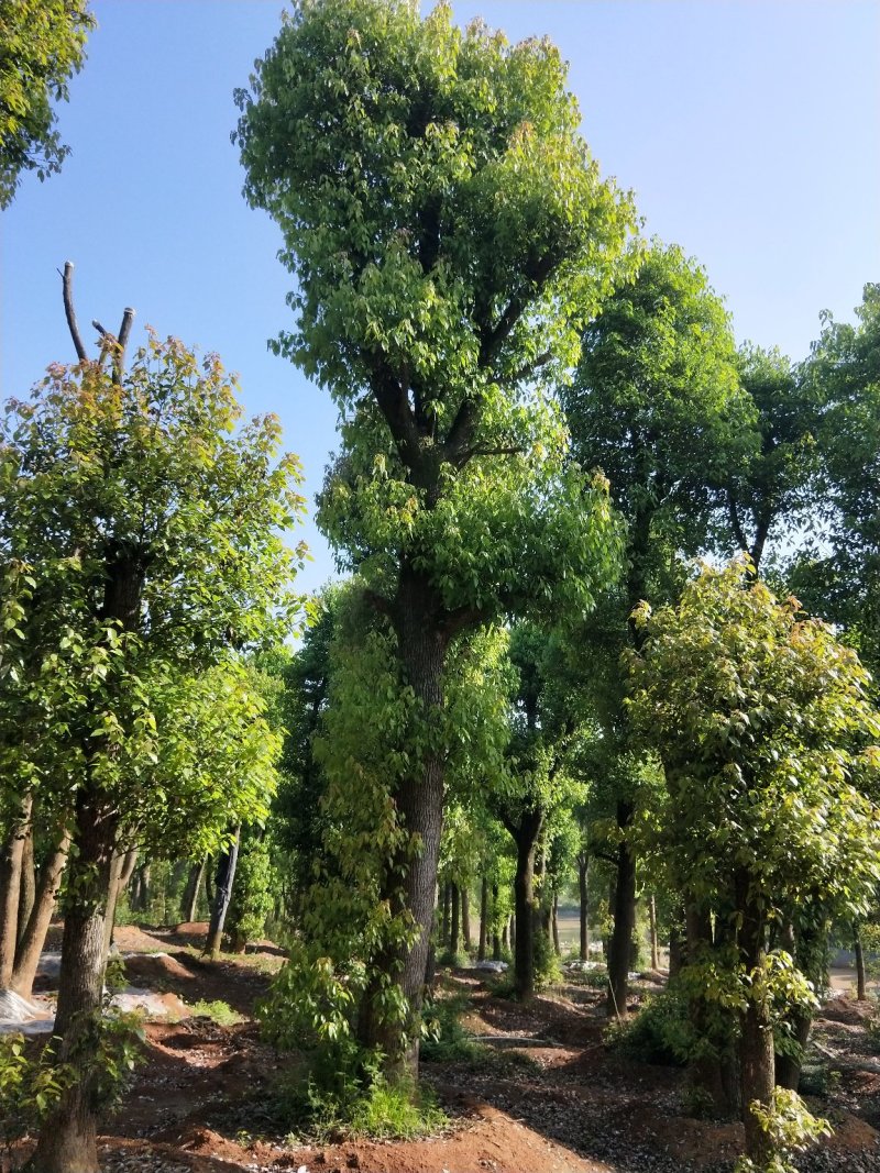 香樟，全冠移栽香樟，骨架移栽丛生香樟，假植香樟苗。