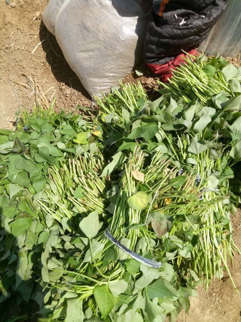 河南红薯苗大量上市品种齐全产地直销成活率高免费技术指导