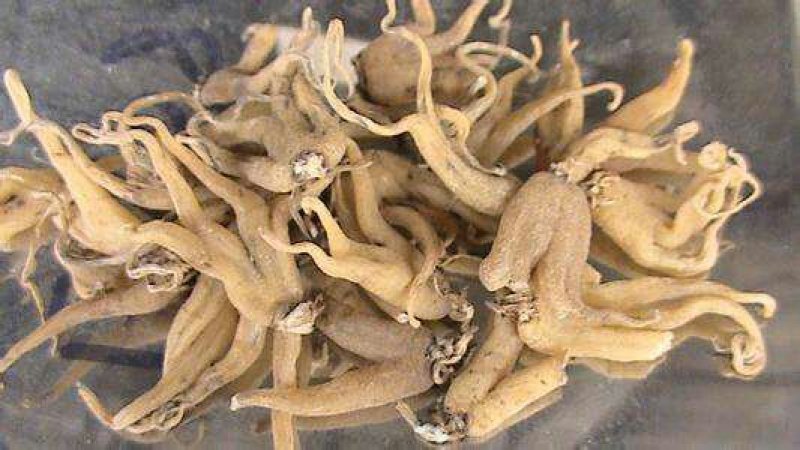 手掌参西藏选货无硫熏天然一公斤起包邮