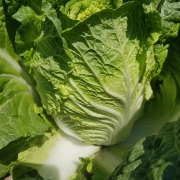 大白菜4-6斤，每年4—8月春白菜，10月—次年冬白菜