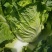 大白菜4-6斤，每年4—8月春白菜，10月—次年冬白菜