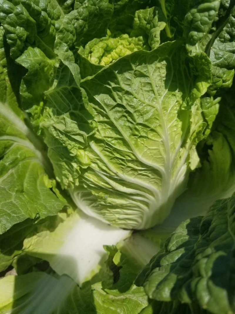 大白菜4-6斤，每年4—8月春白菜，10月—次年冬白菜