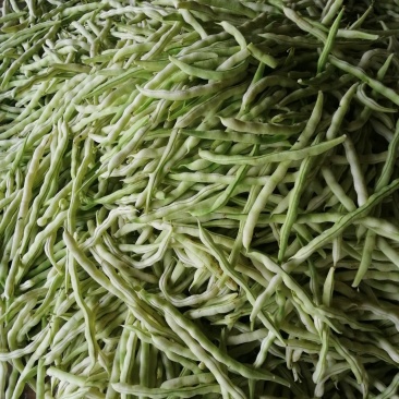 九粒白芸豆
