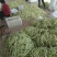九粒白芸豆