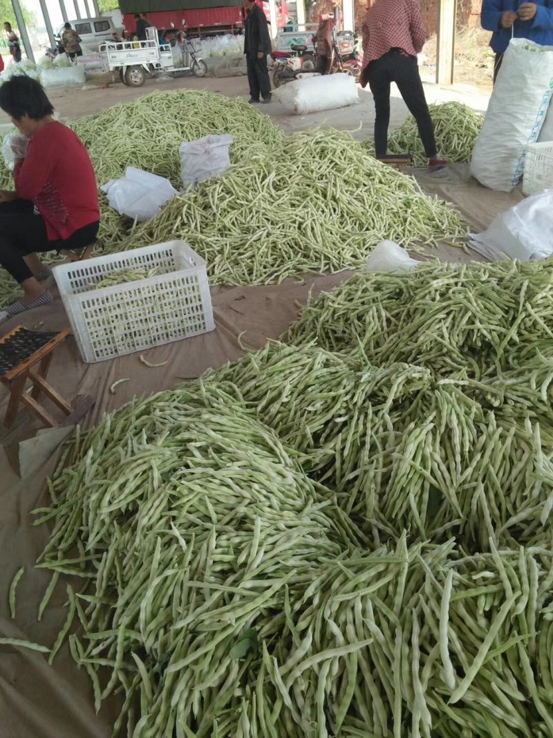 九粒白芸豆