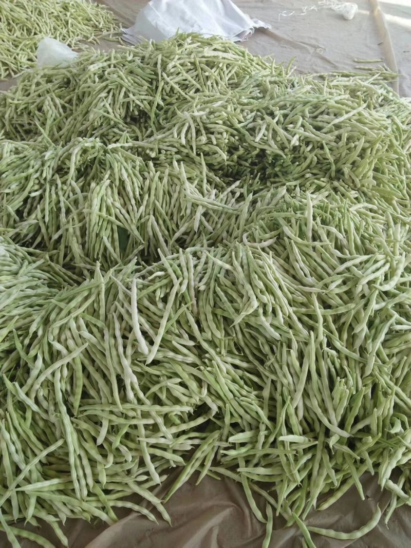 九粒白芸豆