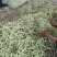 九粒白芸豆
