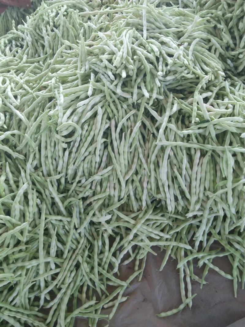 九粒白芸豆
