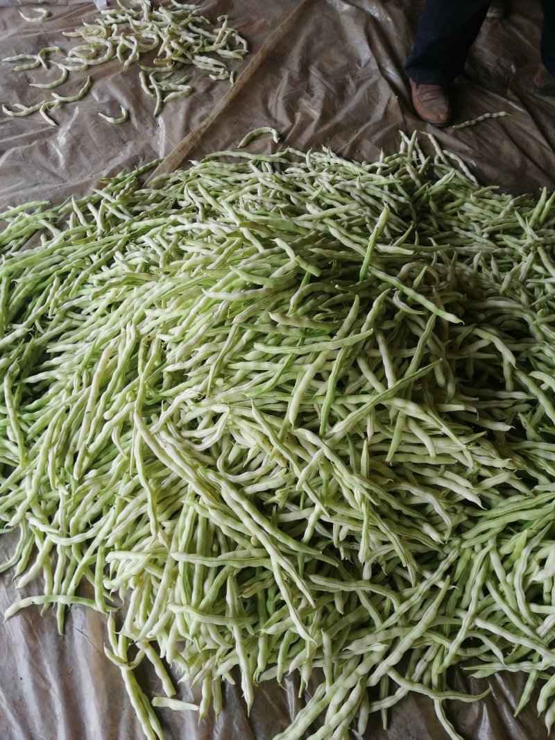 九粒白芸豆