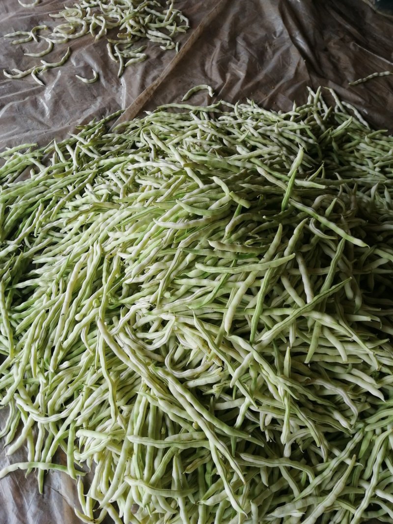 九粒白芸豆