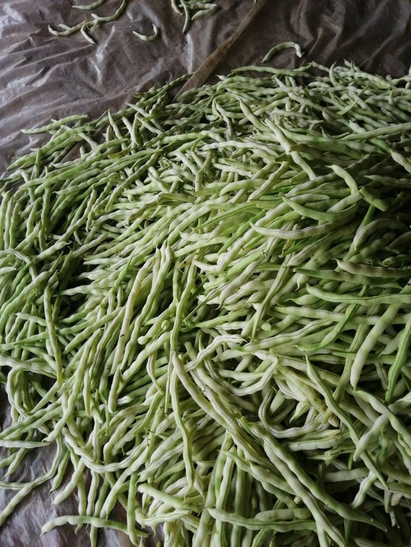 九粒白芸豆