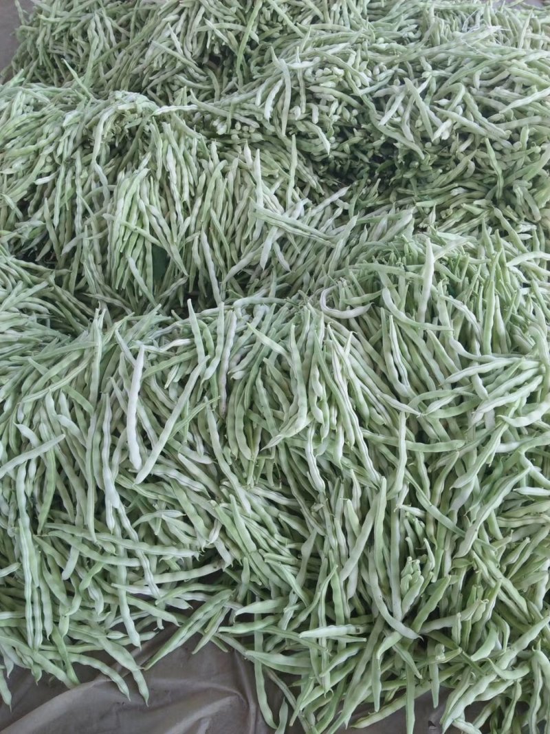 九粒白芸豆