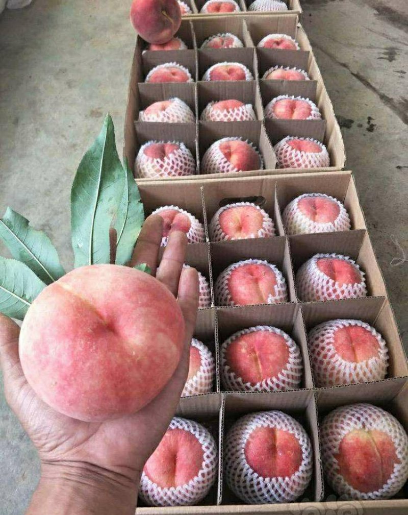 艳红蜜桃树苗保证品质提供技术指导