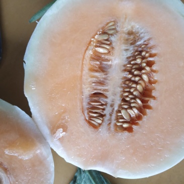 彐里红白皮甜瓜金红寸葸皮